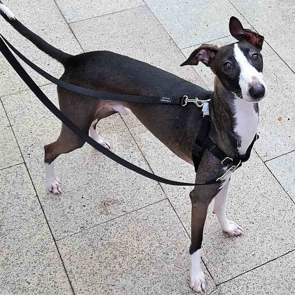 2 Hounds Design Freedom No-Pull Dog Harness & Leash - Black/Silver