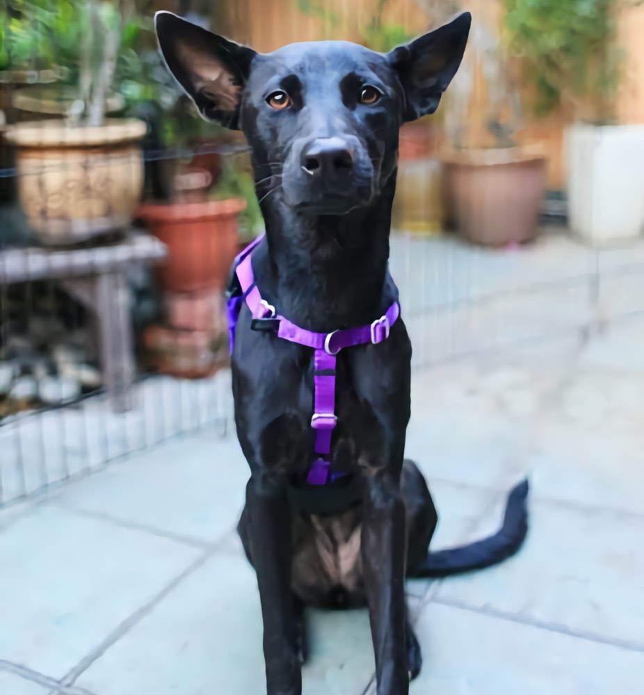 2 Hounds Design Freedom No-Pull Dog Harness & Leash - Purple/Black