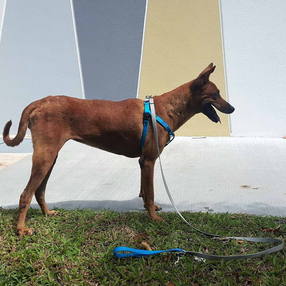 2 Hounds Design Freedom No-Pull Dog Harness & Leash - Turquoise/Silver