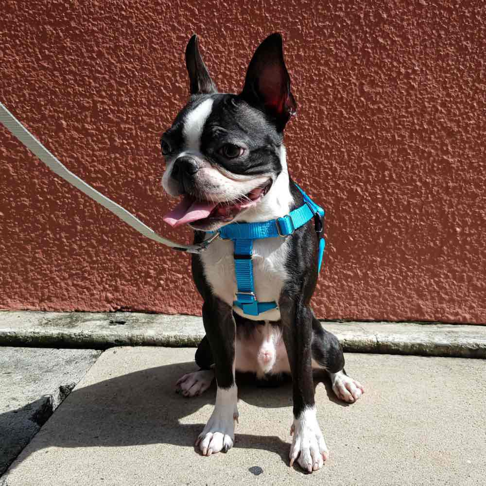 2 Hounds Design Freedom No-Pull Dog Harness & Leash - Turquoise/Silver